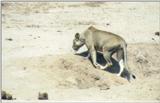 (P:\Africa\Lion) Dn-a0518.jpg (1/1) (56 K)