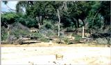 (P:\Africa\Lion) Dn-a0519.jpg (1/1) (133 K)