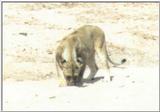 (P:\Africa\Lion) Dn-a0520.jpg (1/1) (14 K)