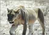 (P:\Africa\Lion) Dn-a0521.jpg (1/1) (108 K)