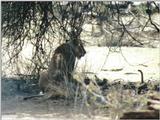 (P:\Africa\Lion) Dn-a0522.jpg (1/1) (154 K)
