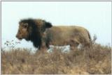 (P:\Africa\Lion) Dn-a0523.jpg (1/1) (27 K)