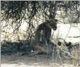 (P:\Africa\Lion) Dn-a0524.jpg (1/1) (126 K)