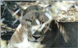 (P:\Africa\Lion) Dn-a0525.jpg (1/1) (89 K)