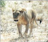 (P:\Africa\Lion) Dn-a0527.jpg (1/1) (92 K)
