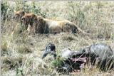 (P:\Africa\Lion) Dn-a0528.jpg (1/1) (171 K)