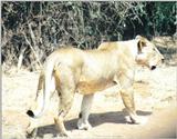 (P:\Africa\Lion) Dn-a0529.jpg (1/1) (130 K)