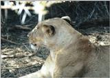 (P:\Africa\Lion) Dn-a0530.jpg (1/1) (105 K)