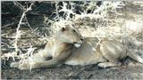 (P:\Africa\Lion) Dn-a0531.jpg (1/1) (120 K)