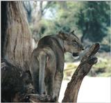 (P:\Africa\Lion) Dn-a0532.jpg (1/1) (81 K)