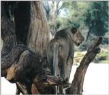 (P:\Africa\Lion) Dn-a0534.jpg (1/1) (95 K)