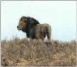 (P:\Africa\Lion) Dn-a0535.jpg (1/1) (28 K)
