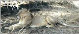 (P:\Africa\Lion) Dn-a0536.jpg (1/1) (104 K)