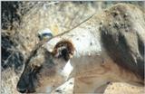 (P:\Africa\Lion) Dn-a0538.jpg (1/1) (98 K)