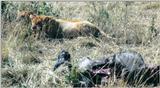 (P:\Africa\Lion) Dn-a0539.jpg (1/1) (143 K)