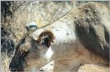 (P:\Africa\Lion) Dn-a0540.jpg (1/1) (98 K)
