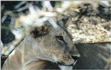 (P:\Africa\Lion) Dn-a0541.jpg (1/1) (89 K)
