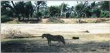 (P:\Africa\Lion) Dn-a0542.jpg (1/1) (102 K)