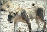 (P:\Africa\Lion) Dn-a0543.jpg (1/1) (125 K)