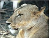 (P:\Africa\Lion) Dn-a0544.jpg (1/1) (91 K)
