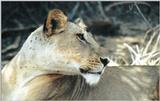 (P:\Africa\Lion) Dn-a0545.jpg (1/1) (82 K)