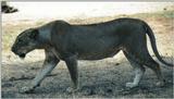 (P:\Africa\Lion) Dn-a0546.jpg (1/1) (96 K)