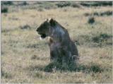 (P:\Africa\Lion) Dn-a0547.jpg (1/1) (62 K)