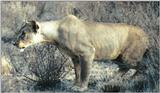 (P:\Africa\Lion) Dn-a0548.jpg (1/1) (105 K)