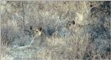 (P:\Africa\Lion) Dn-a0549.jpg (1/1) (95 K)