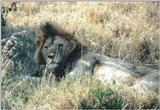 (P:\Africa\Lion) Dn-a0550.jpg (1/1) (134 K)