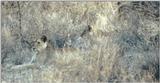(P:\Africa\Lion) Dn-a0551.jpg (1/1) (93 K)