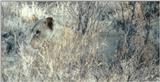 (P:\Africa\Lion) Dn-a0552.jpg (1/1) (94 K)