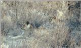 (P:\Africa\Lion) Dn-a0553.jpg (1/1) (100 K)