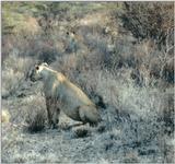 (P:\Africa\Lion) Dn-a0555.jpg (1/1) (121 K)