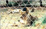 (P:\Africa\Lion) Dn-a0556.jpg (1/1) (149 K)