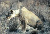 (P:\Africa\Lion) Dn-a0557.jpg (1/1) (126 K)