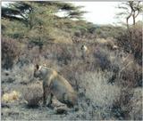 (P:\Africa\Lion) Dn-a0558.jpg (1/1) (125 K)