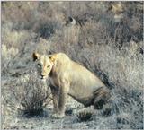 (P:\Africa\Lion) Dn-a0559.jpg (1/1) (111 K)