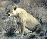 (P:\Africa\Lion) Dn-a0560.jpg (1/1) (117 K)
