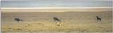 (P:\Africa\Lion-Chase) Dn-a0563.jpg (1/1) (35 K)