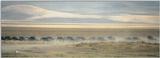 (P:\Africa\Lion-Chase) Dn-a0564.jpg (1/1) (45 K)