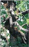 (P:\Africa\Lion-Tree-1) Dn-a0580.jpg (1/1) (86 K)