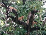 (P:\Africa\Lion-Tree-1) Dn-a0585.jpg (1/1) (163 K)