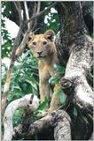 (P:\Africa\Lion-Tree-1) Dn-a0586.jpg (1/1) (82 K)