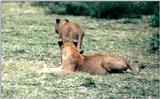 (P:\Africa\Lion-Tree-1) Dn-a0587.jpg (1/1) (126 K)