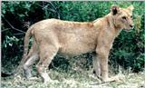 (P:\Africa\Lion-Tree-1) Dn-a0588.jpg (1/1) (125 K)