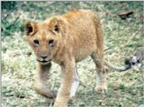(P:\Africa\Lion-Tree-1) Dn-a0589.jpg (1/1) (117 K)