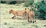(P:\Africa\Lion-Tree-1) Dn-a0590.jpg (1/1) (113 K)