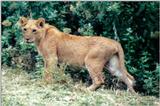 (P:\Africa\Lion-Tree-1) Dn-a0591.jpg (1/1) (124 K)