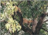 (P:\Africa\Lion-Tree-1) Dn-a0592.jpg (1/1) (153 K)